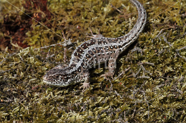 Zandhagedis (Lacerta agilis)