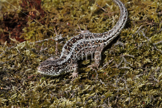 Zandhagedis (Lacerta agilis)