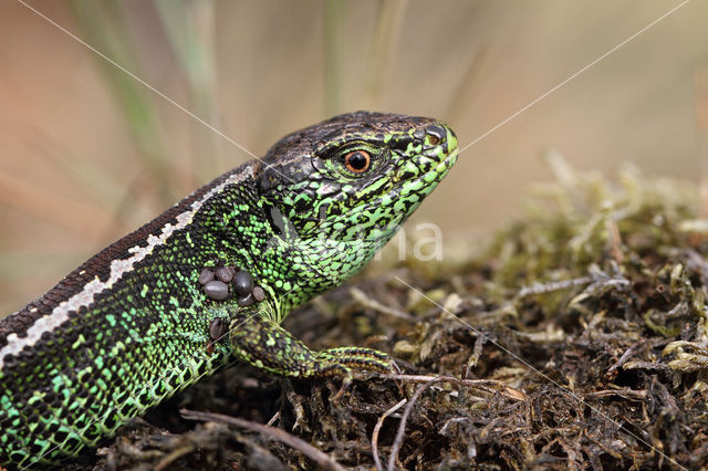 Zandhagedis (Lacerta agilis)