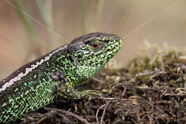 Zandhagedis (Lacerta agilis)