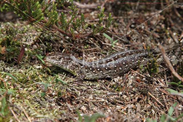 Zandhagedis (Lacerta agilis)