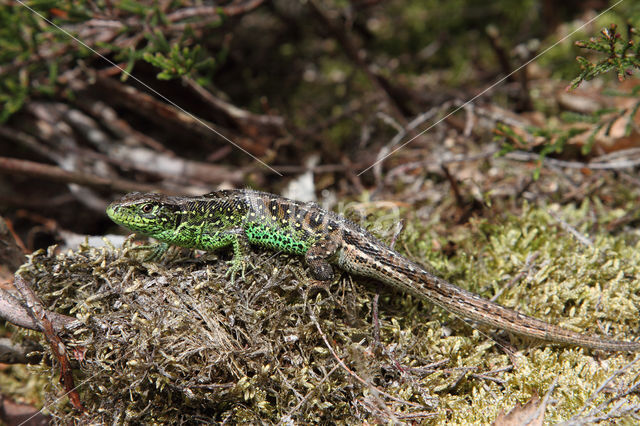 Zandhagedis (Lacerta agilis)