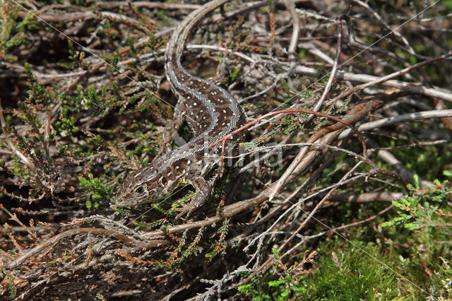 Zandhagedis (Lacerta agilis)