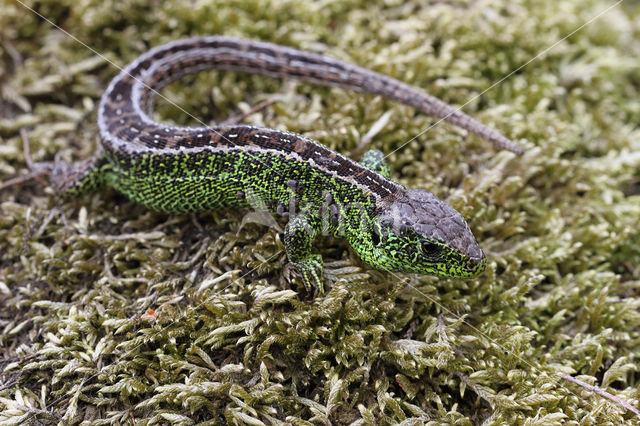 Sand Lizard (Lacerta agilis)