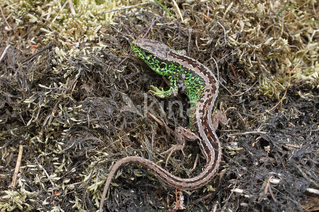 Sand Lizard (Lacerta agilis)