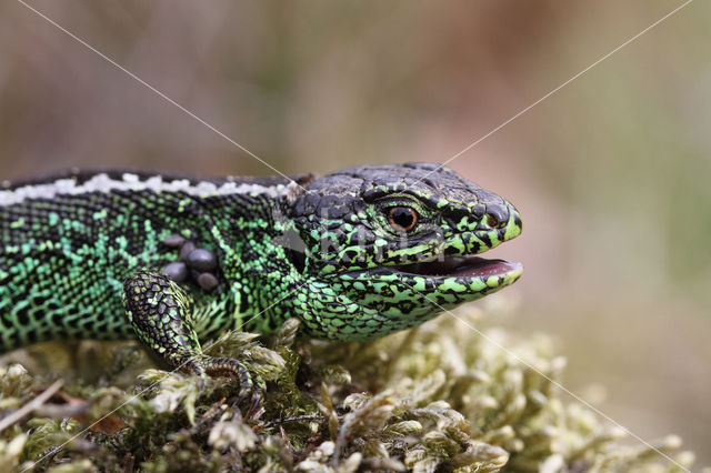 Sand Lizard (Lacerta agilis)