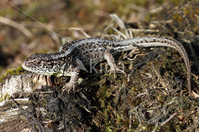 Zandhagedis (Lacerta agilis)