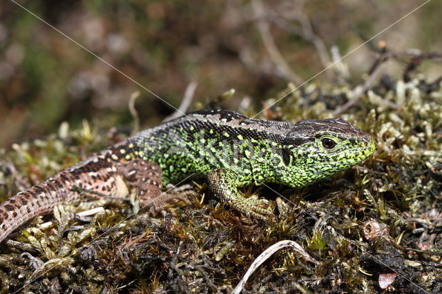 Zandhagedis (Lacerta agilis)