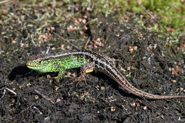 Zandhagedis (Lacerta agilis)