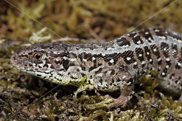 Zandhagedis (Lacerta agilis)