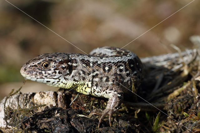 Zandhagedis (Lacerta agilis)