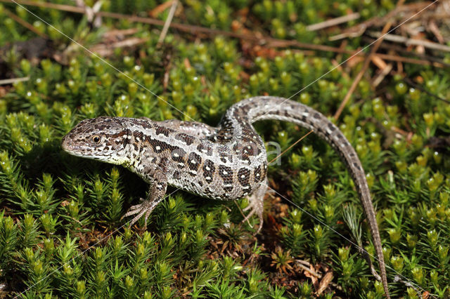 Zandhagedis (Lacerta agilis)