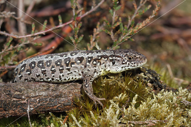 Zandhagedis (Lacerta agilis)