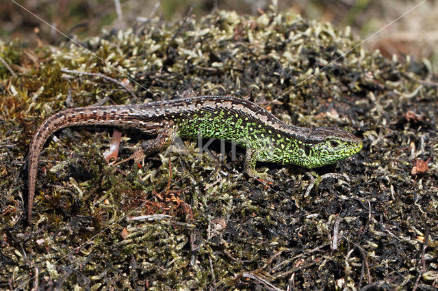 Zandhagedis (Lacerta agilis)