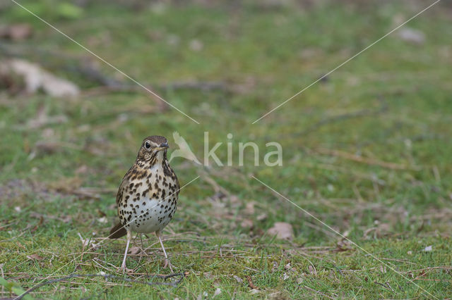 Zanglijster (Turdus philomelos)