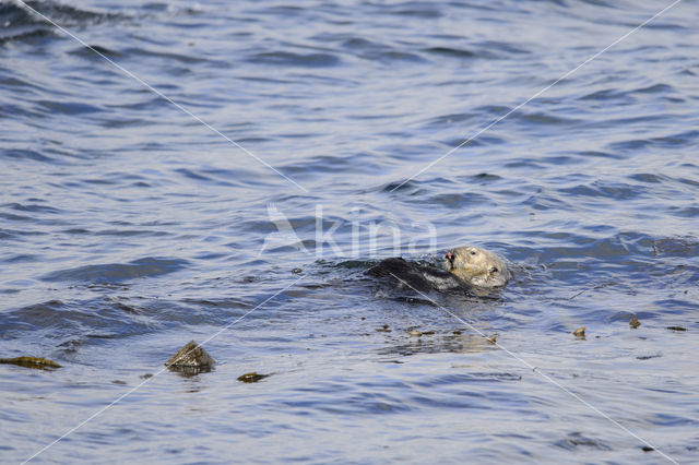 Sea otter (Enhydra lutris)