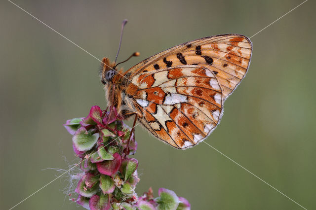 Pearl-Bordered Fritillary (Boloria euphrosyne)