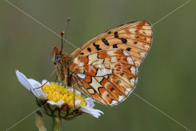 Zilvervlek parelmoervlinder (Boloria euphrosyne)