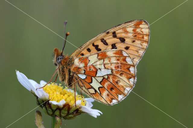 Zilvervlek parelmoervlinder (Boloria euphrosyne)