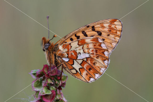 Zilvervlek parelmoervlinder (Boloria euphrosyne)