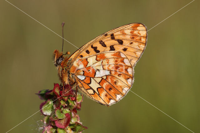 Zilvervlek parelmoervlinder (Boloria euphrosyne)