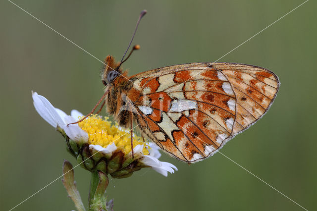 Pearl-Bordered Fritillary (Boloria euphrosyne)