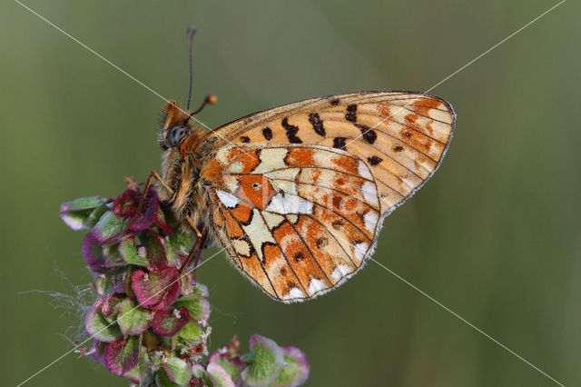 Pearl-Bordered Fritillary (Boloria euphrosyne)