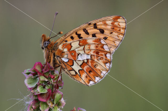 Zilvervlek parelmoervlinder (Boloria euphrosyne)