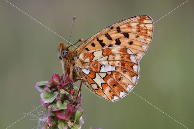 Zilvervlek parelmoervlinder (Boloria euphrosyne)