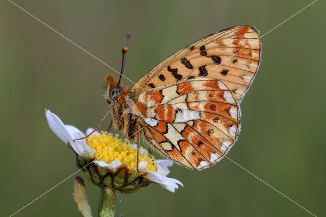 Pearl-Bordered Fritillary (Boloria euphrosyne)