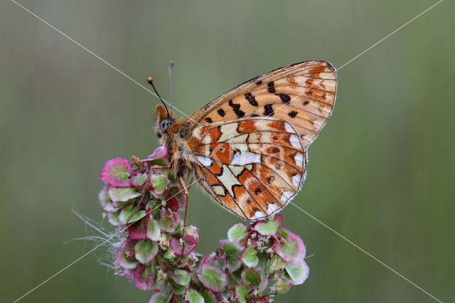 Zilvervlek parelmoervlinder (Boloria euphrosyne)