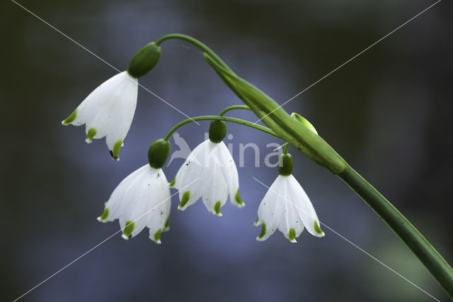 Zomerklokje (Leucojum aestivum)