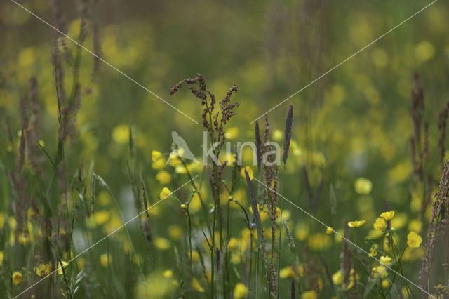 Zuring (Rumex spec.)