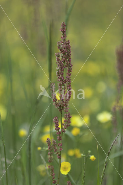 Zuring (Rumex spec.)