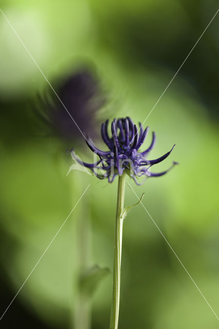 Zwartblauwe rapunzel (Phyteuma spicatum ssp.nigrum)