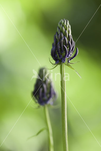 Zwartblauwe rapunzel (Phyteuma spicatum ssp.nigrum)