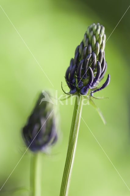 Zwartblauwe rapunzel (Phyteuma spicatum ssp.nigrum)