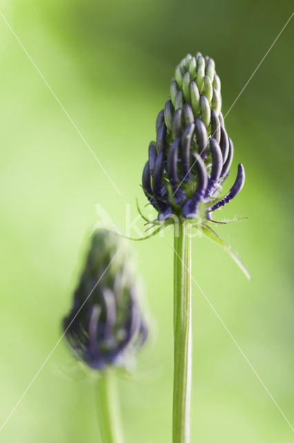 Zwartblauwe rapunzel (Phyteuma spicatum ssp.nigrum)