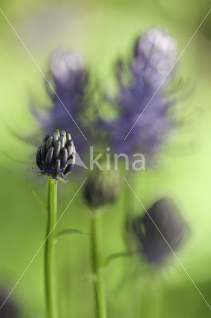 Zwartblauwe rapunzel (Phyteuma spicatum ssp.nigrum)