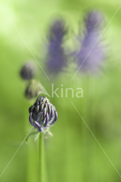 Zwartblauwe rapunzel (Phyteuma spicatum ssp.nigrum)