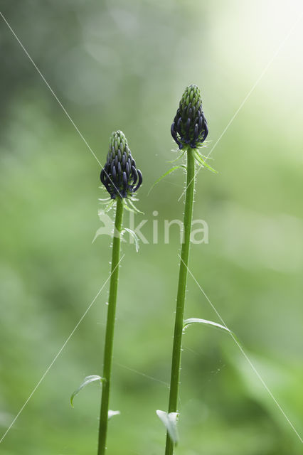 Zwartblauwe rapunzel (Phyteuma spicatum ssp.nigrum)