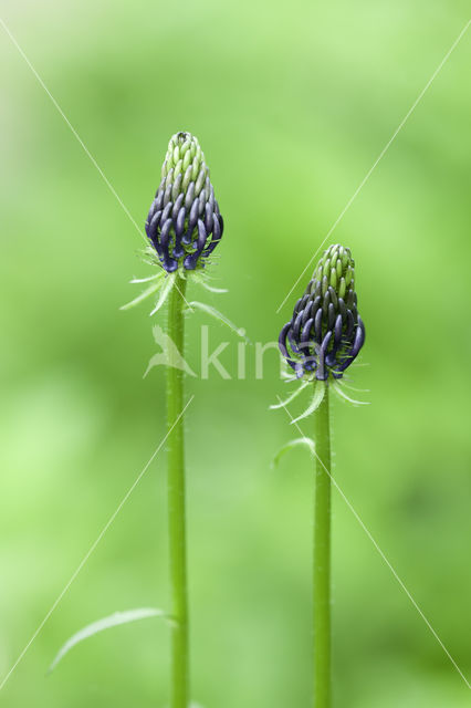 Zwartblauwe rapunzel (Phyteuma spicatum ssp.nigrum)