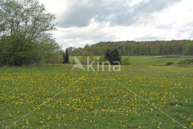 Zwarte knoopzwam (Bulgaria inquinans)