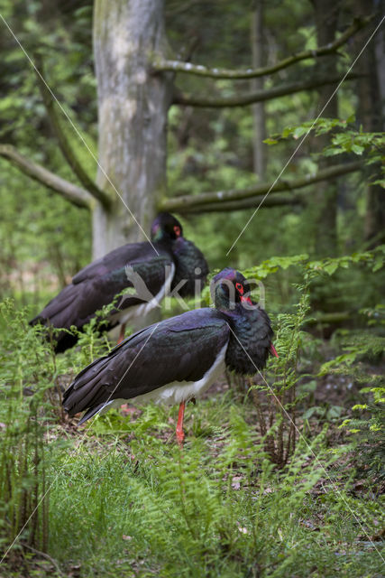 Black Stork (Ciconia nigra)