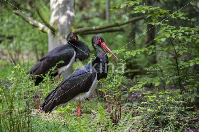 Zwarte Ooievaar (Ciconia nigra)