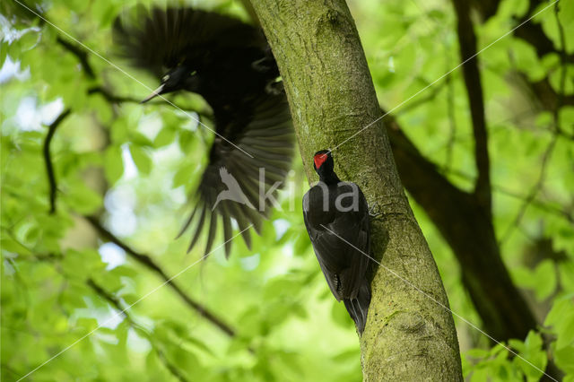 Black Woodpecker (Dryocopus martius)