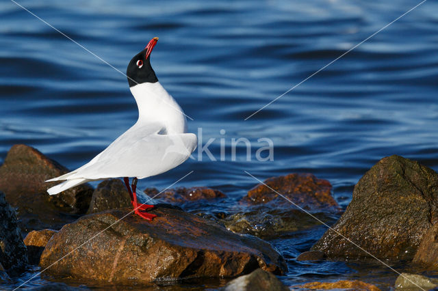 Zwartkopmeeuw (Larus melanocephalus)