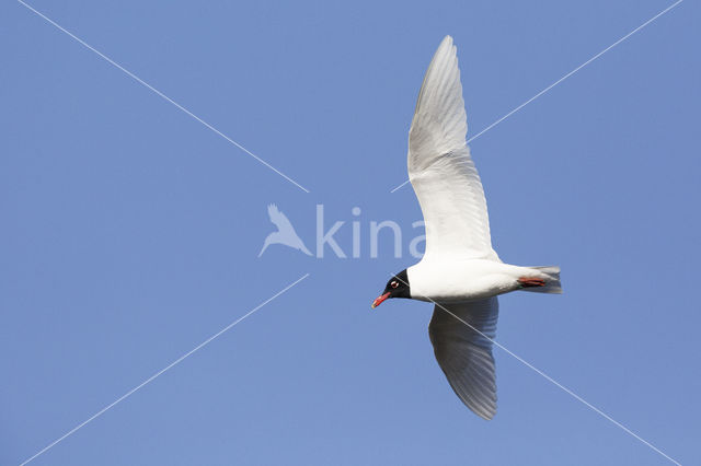 Zwartkopmeeuw (Larus melanocephalus)