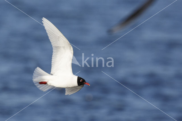 Zwartkopmeeuw (Larus melanocephalus)