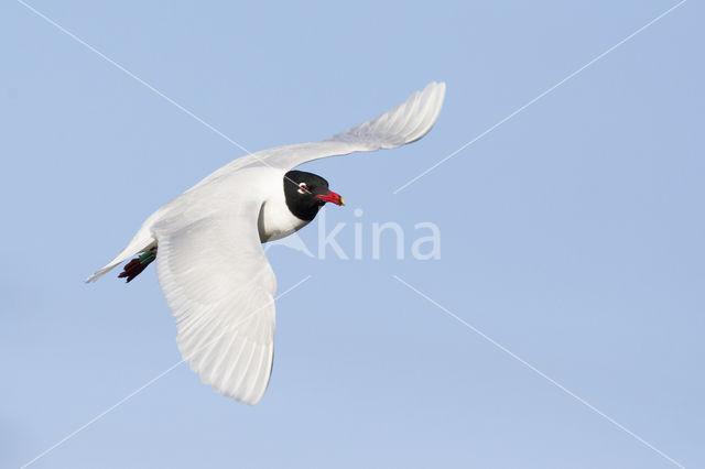 Zwartkopmeeuw (Larus melanocephalus)